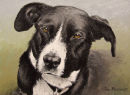Smooth Coated Collie